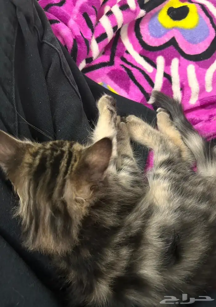 قطط كيتن للتبني 3