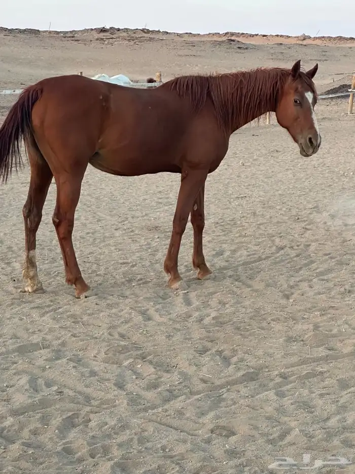 فرس شعبيه 4