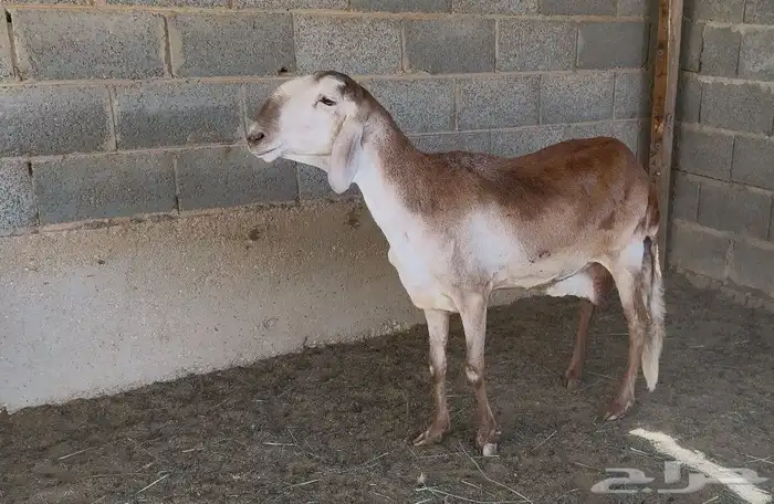 شياة سواكن صنف 3