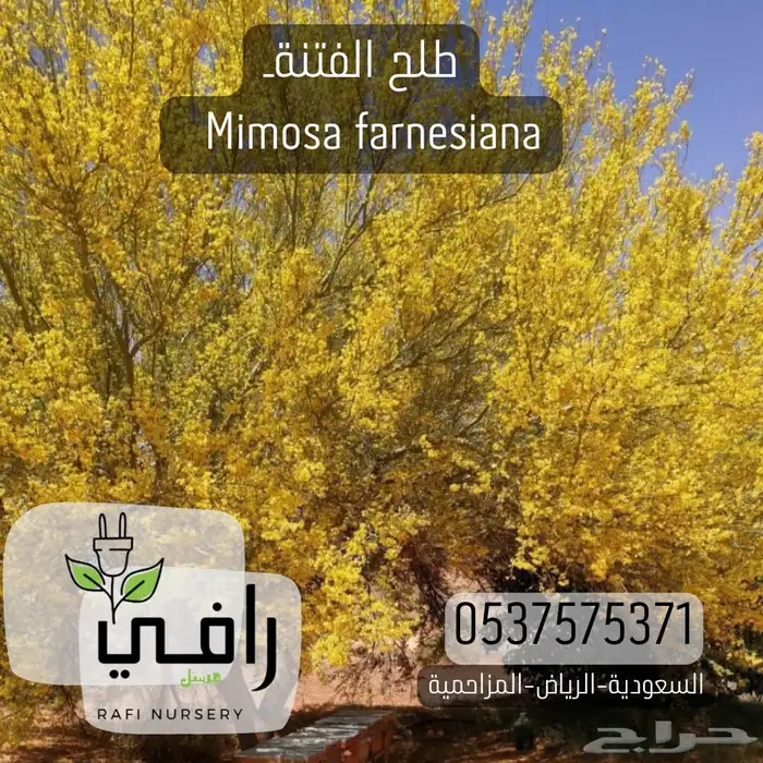 شتلات برية طلح الفتنة 1