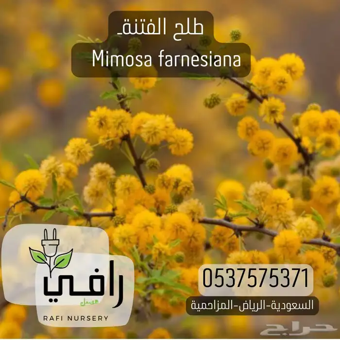 شتلات برية طلح الفتنة 0