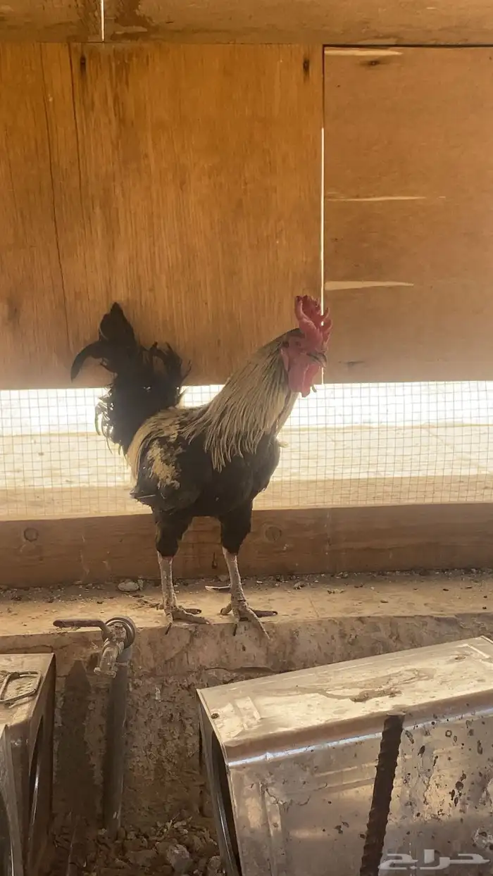 ديك أبو تاج 0