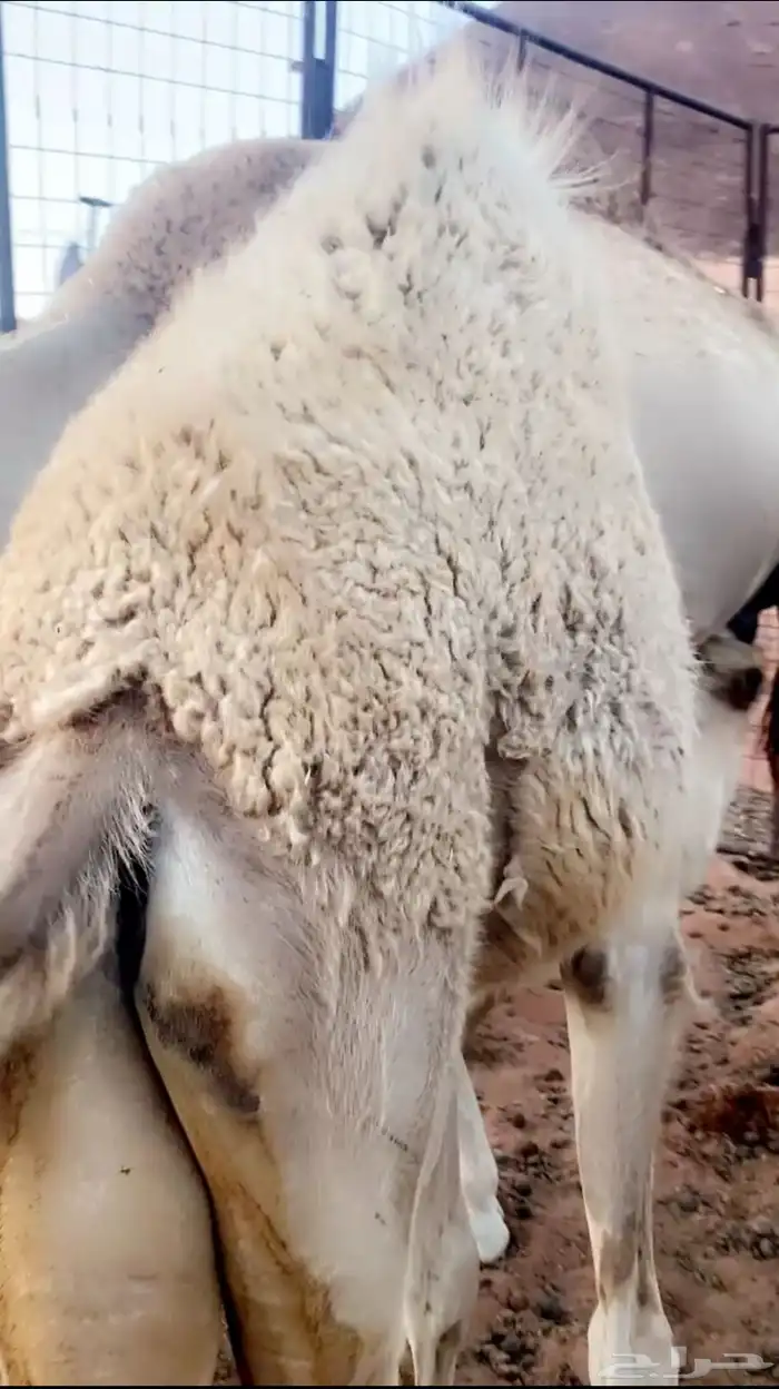 افلح من ذكر الله وصلى على النبي 1
