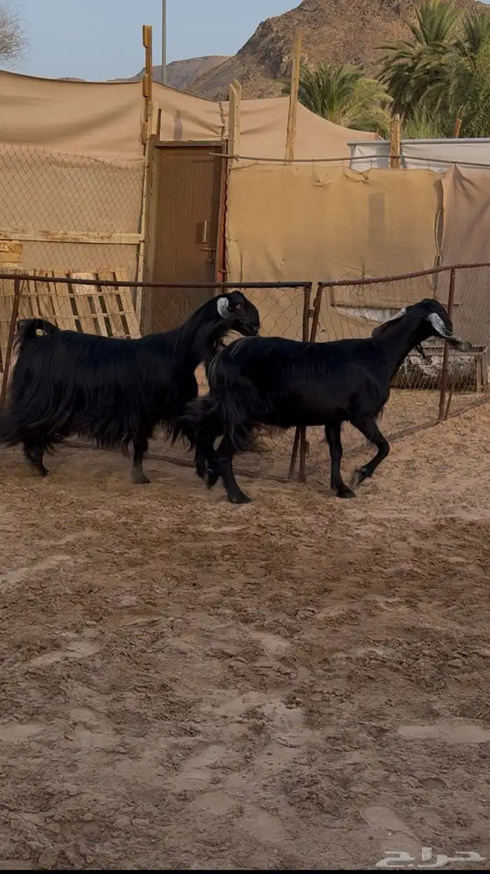 عنزين جروم فحول فواخر دفيع ( تم البيع ) 1