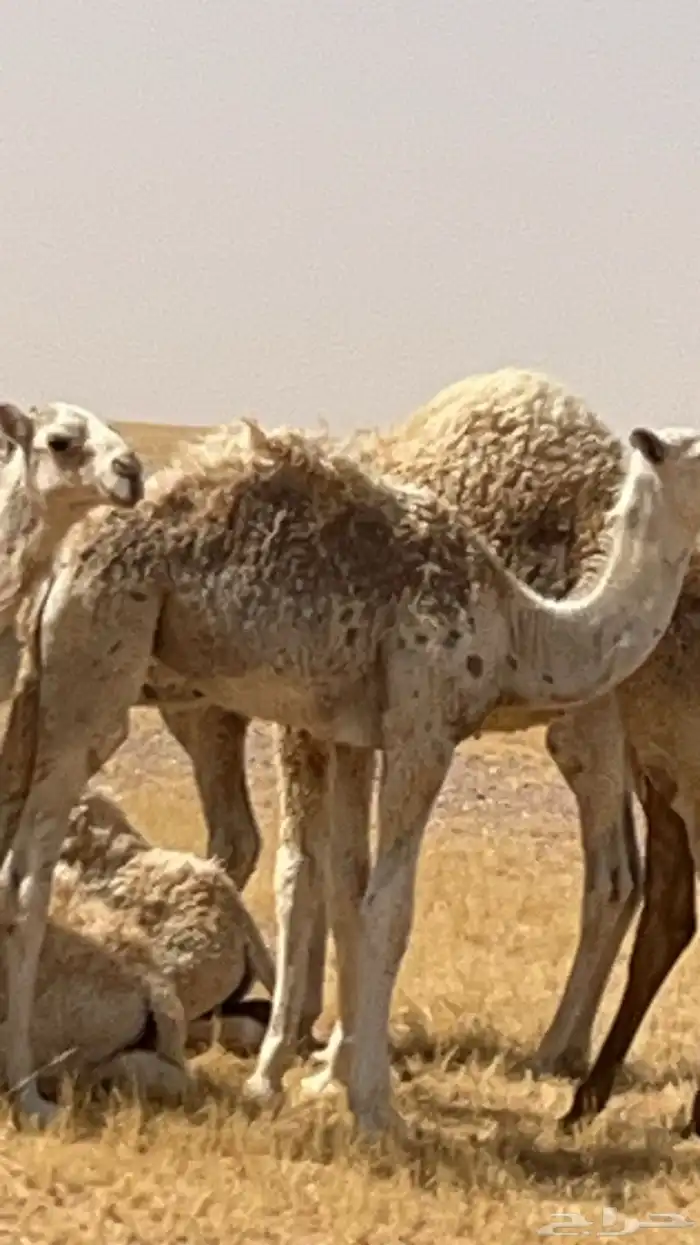 قعدان قصب حفرالباطن 0