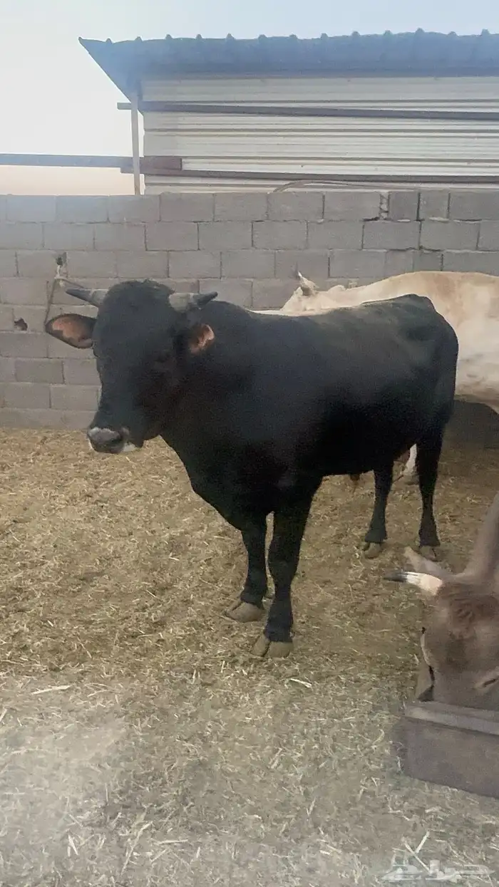 ثورين للبيع حجم فاخر 5