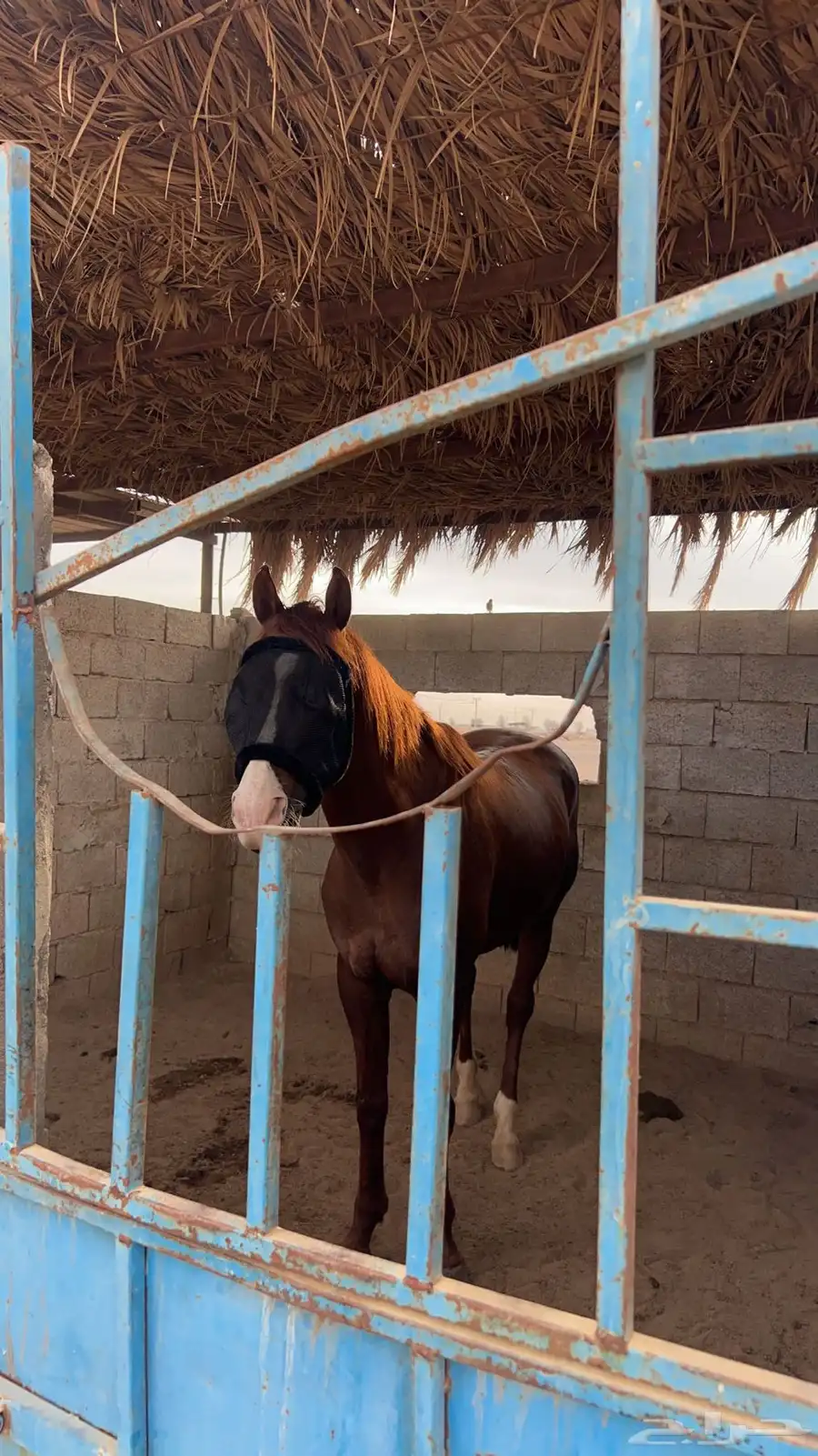 خيل 3