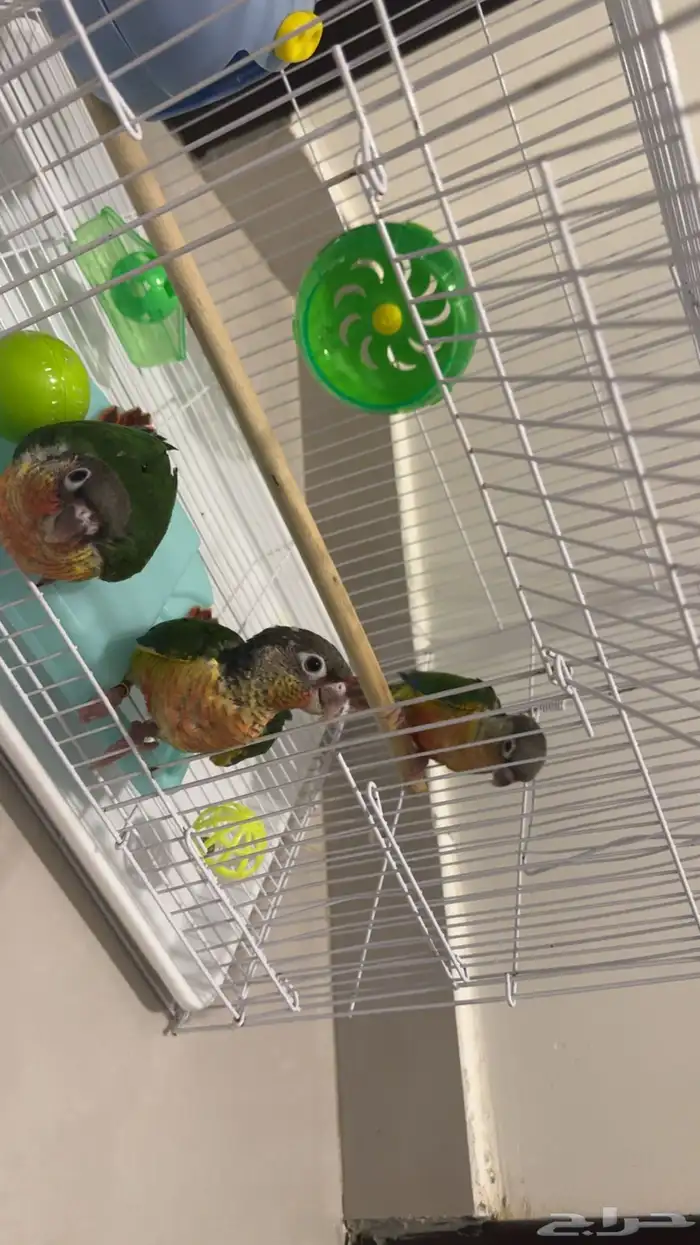 فروخ كنيور يلو سايد رد فاكتور 4