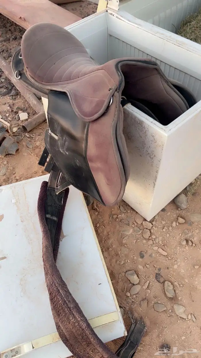 حصان انقليزي للبيع 1