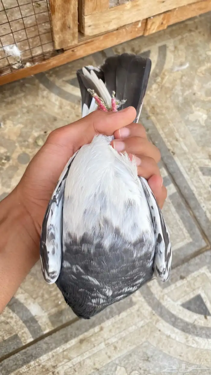 حمام باكستاني 3