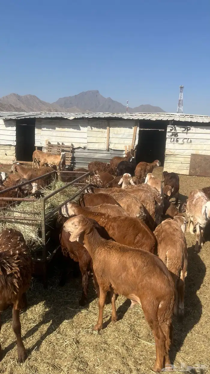 ذبايح عزايم وثلاجه سواكن شحم ولحم جبره 2