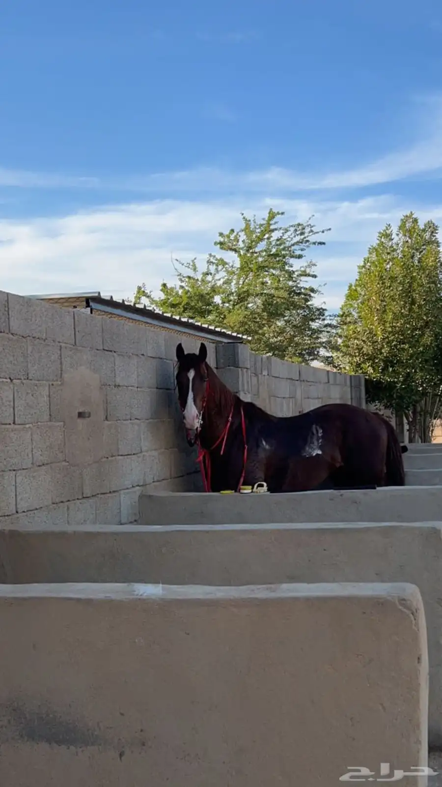خيل 1