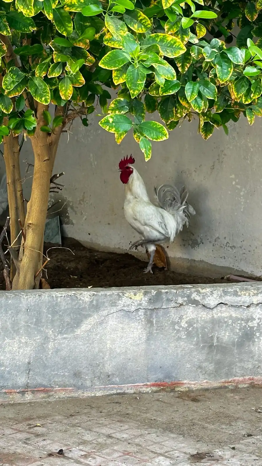 ديك للبيع 1