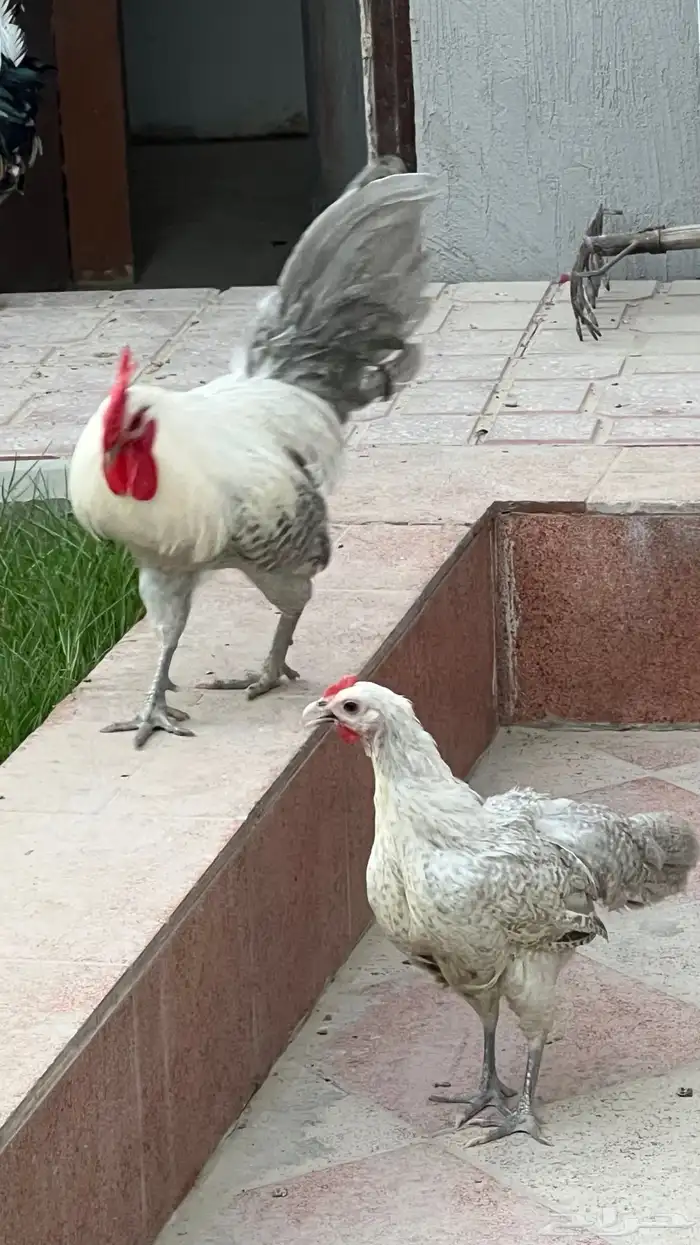 ديك ودجاجة فيومي 1