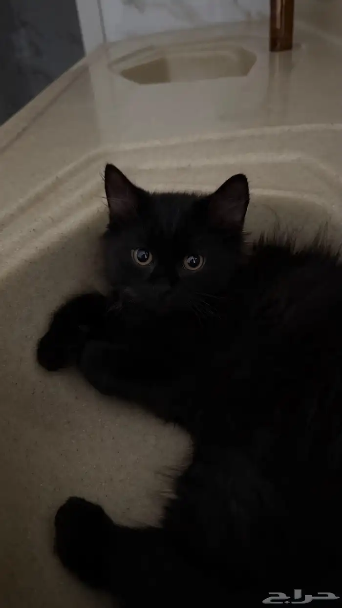 قط شيرازي ذكر عمره 3 شهور 0