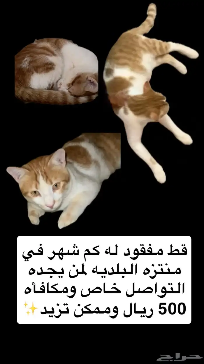 قط مفقود وفيه مكافأه للي يجده 0
