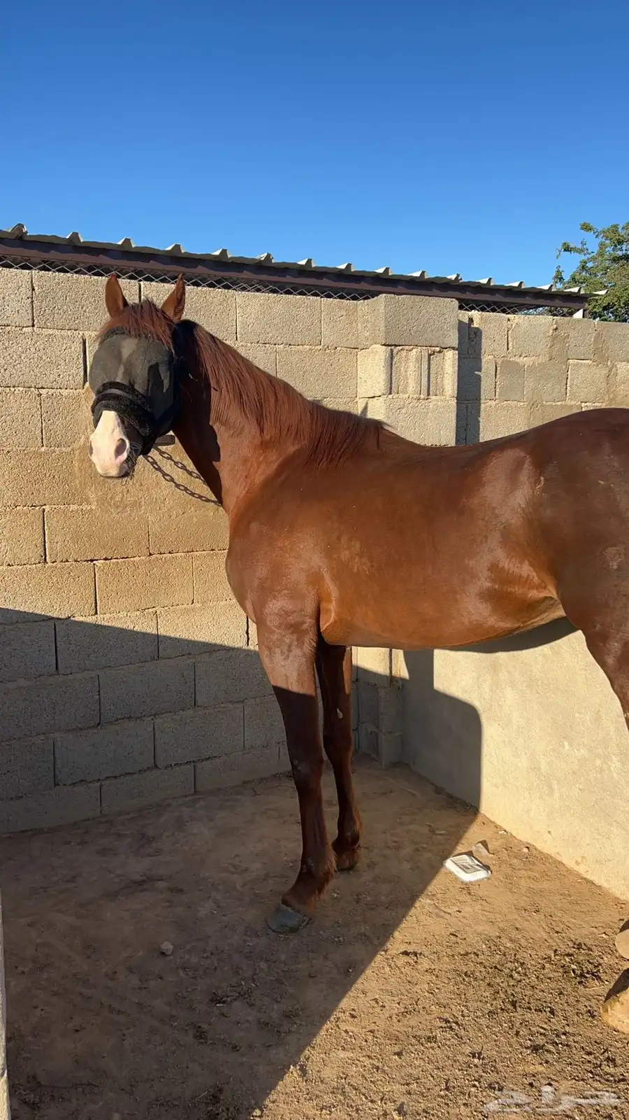 خيل 0
