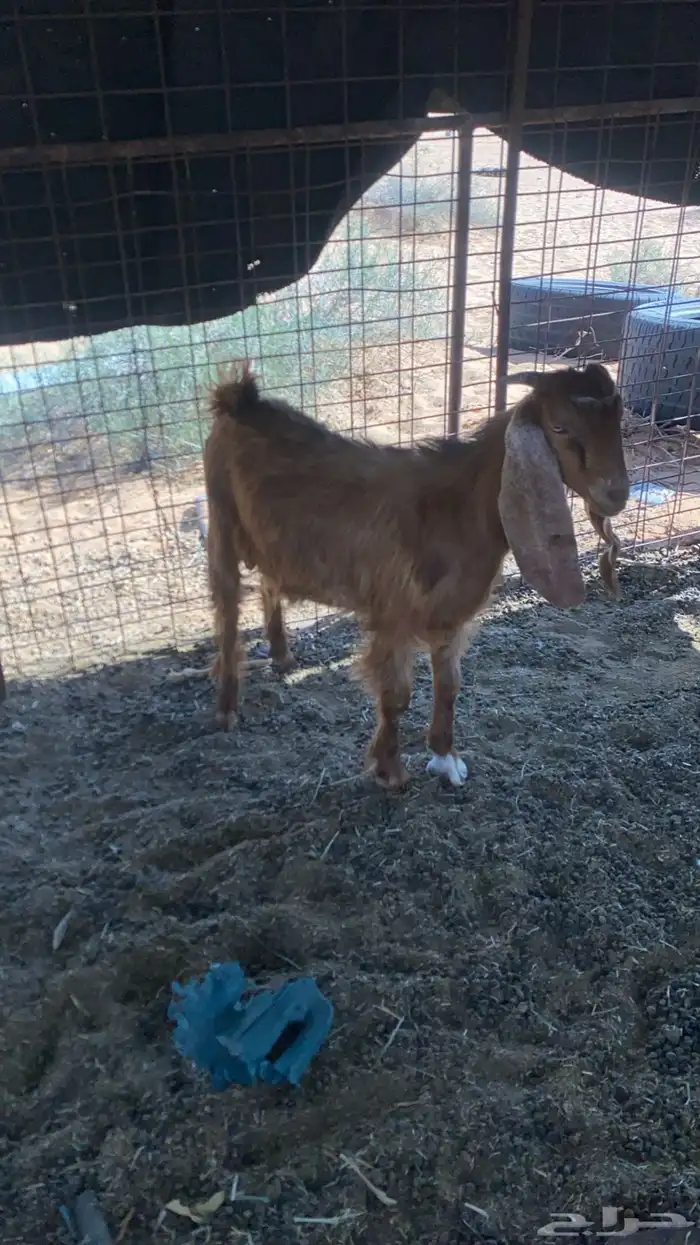 تيس عمره ثلاثة شهور ونص حالة زين 1