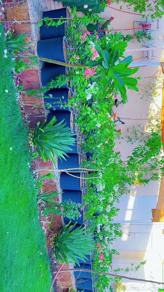 شاليه ايجار يومي ( مغري ) 5