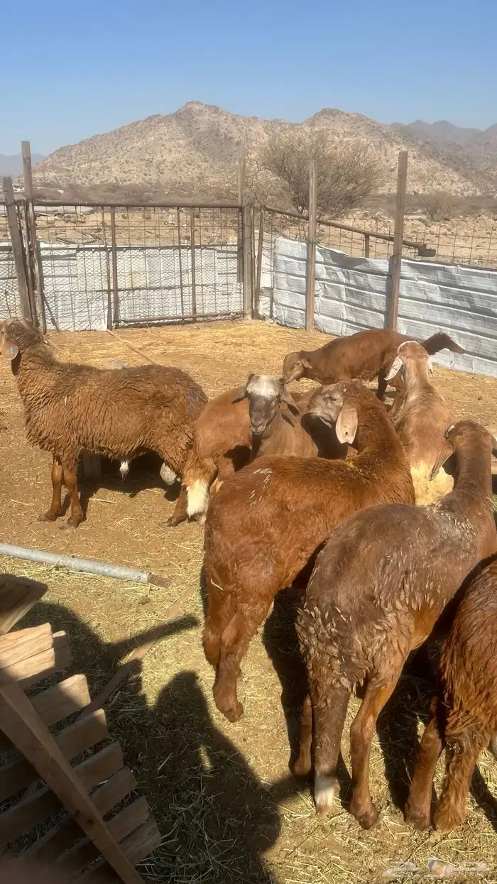 ذبايح عزايم وثلاجه سواكن شحم ولحم جبره 5