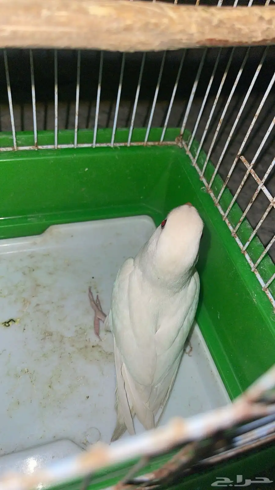 لللبيع طير روز 1