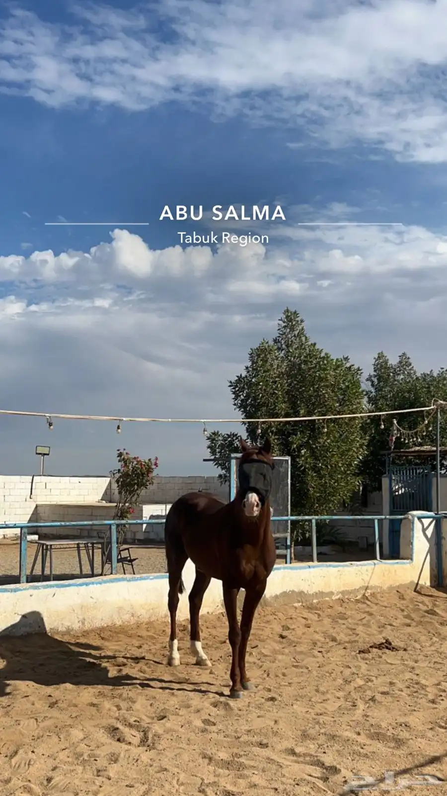 خيل 2