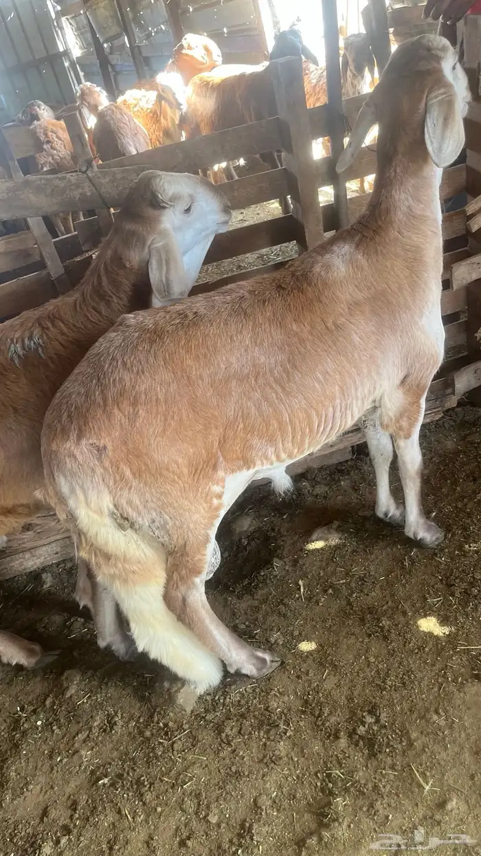 ذبايح عزايم وثلاجه سواكن شحم ولحم جبره 0