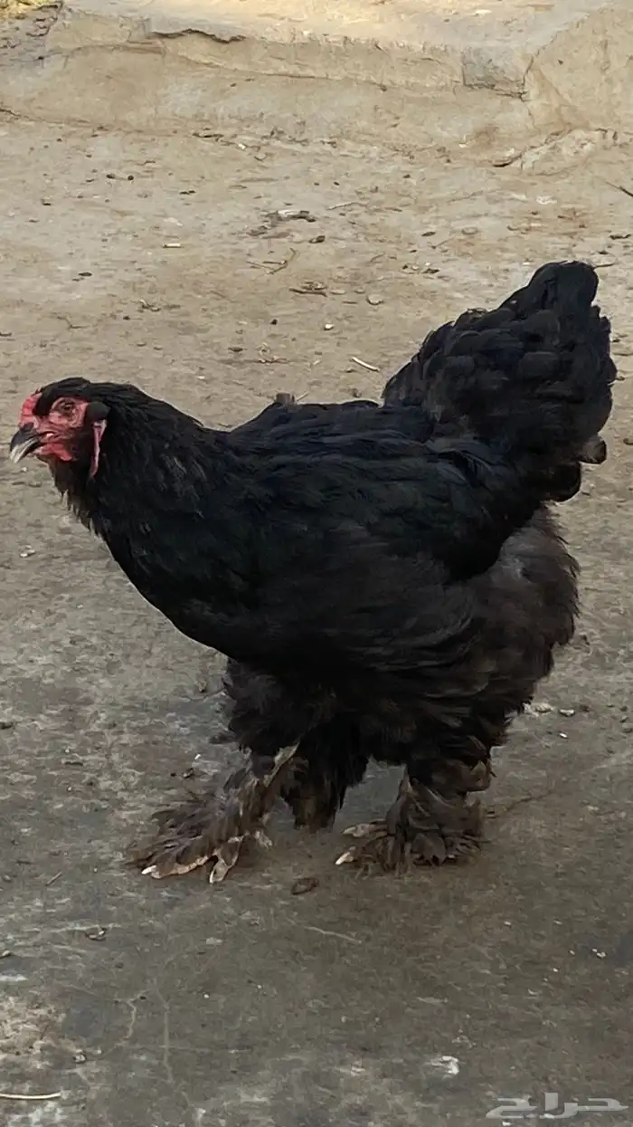 دجاج ارانب بط حجل بذور واشياء اخرى 2