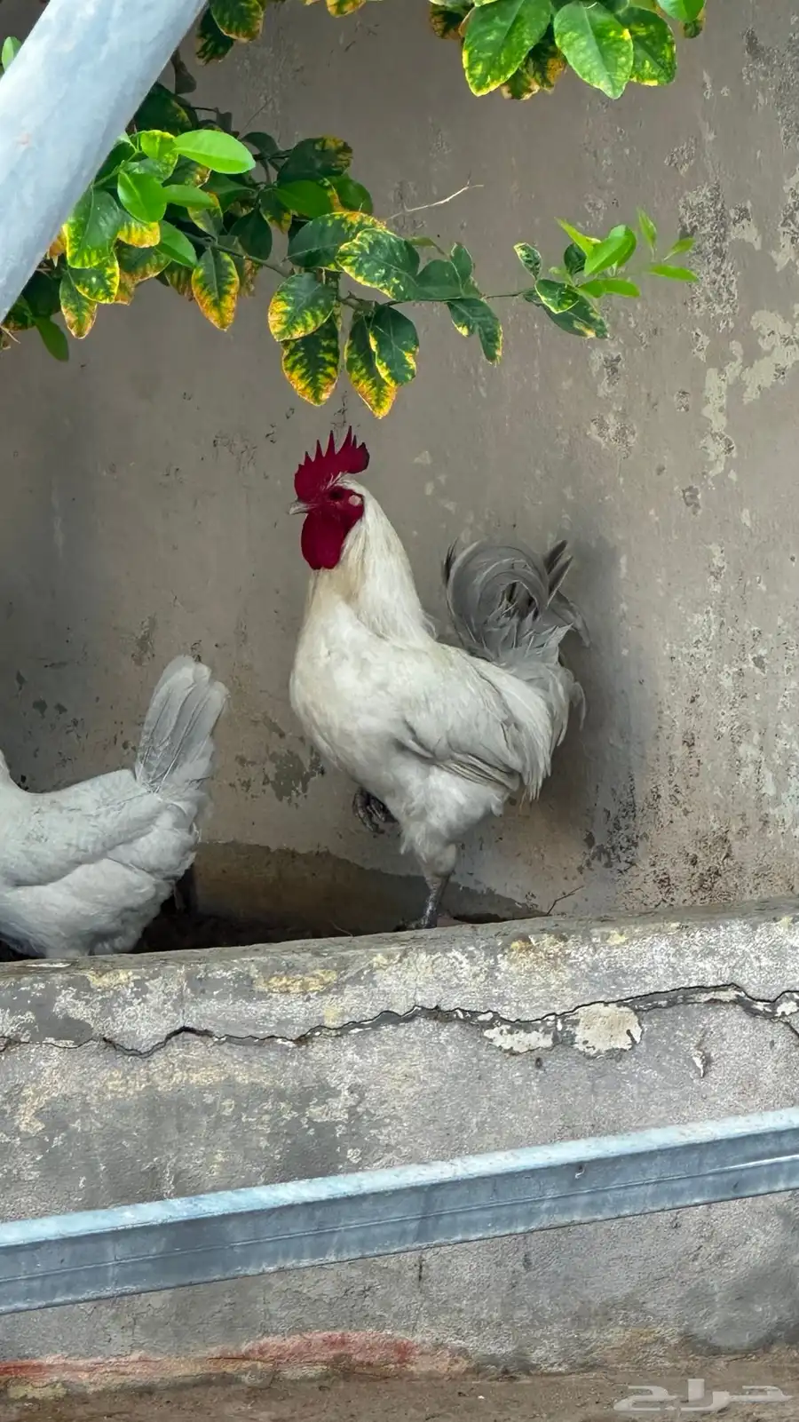 ديك للبيع 2