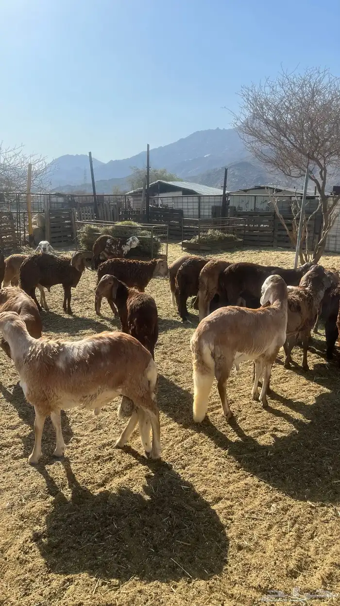 ذبايح عزايم وثلاجه سواكن شحم ولحم جبره 3