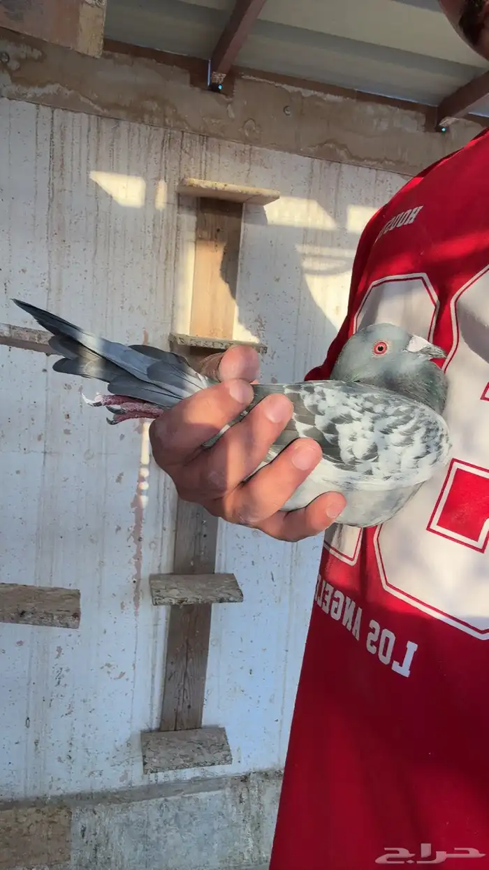 زاجل سباق بشهايد حمام ايطالي 3