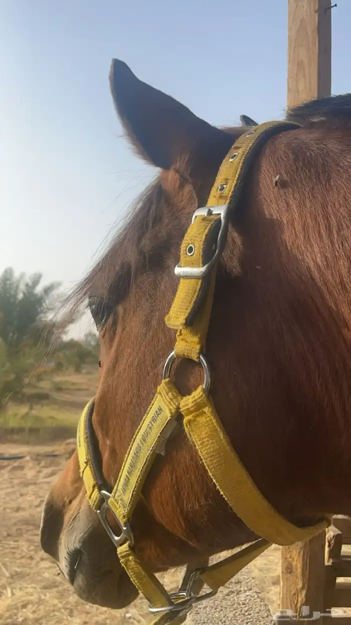 حصان شعبي . 3
