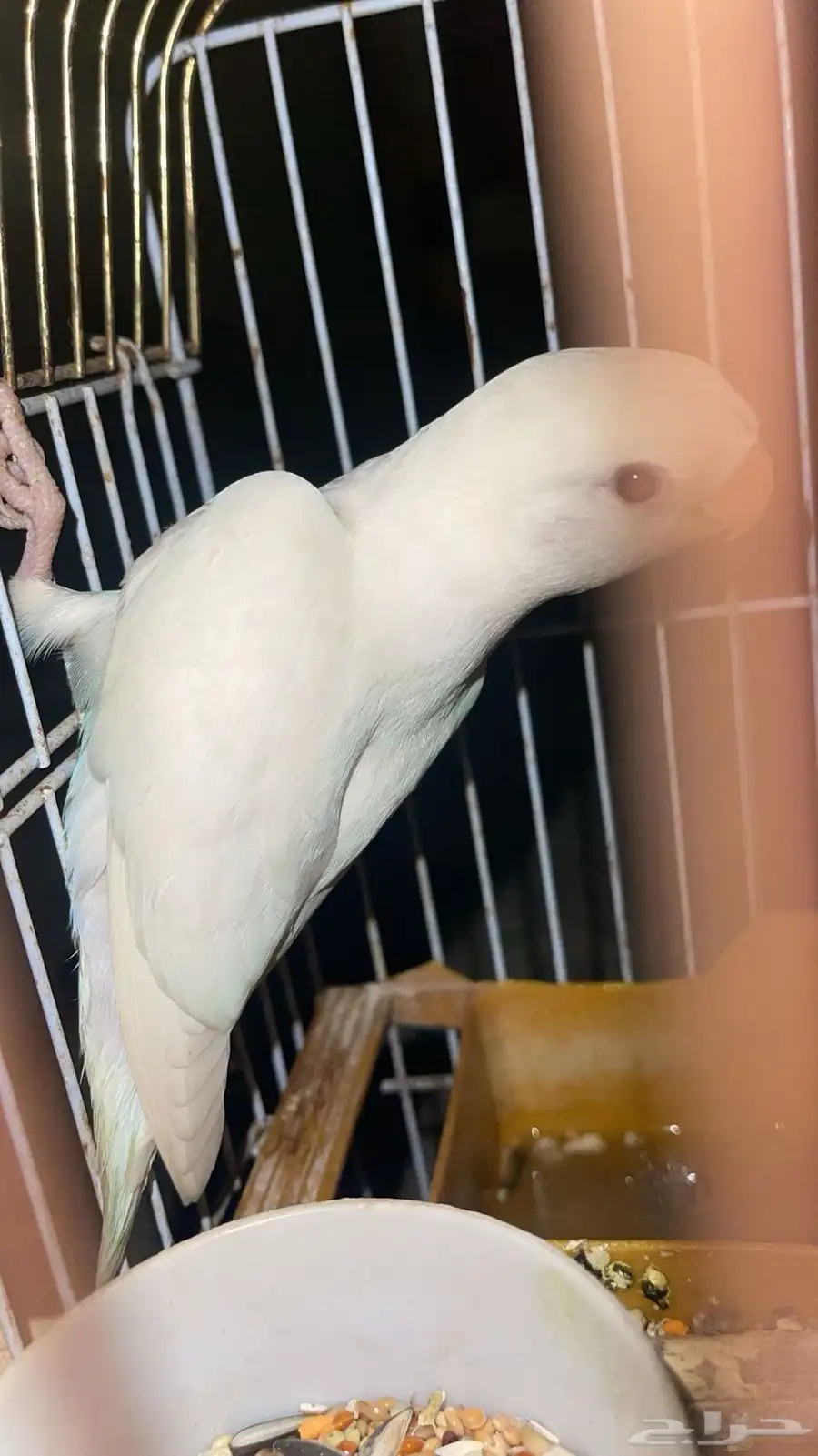 لللبيع طير روز 0