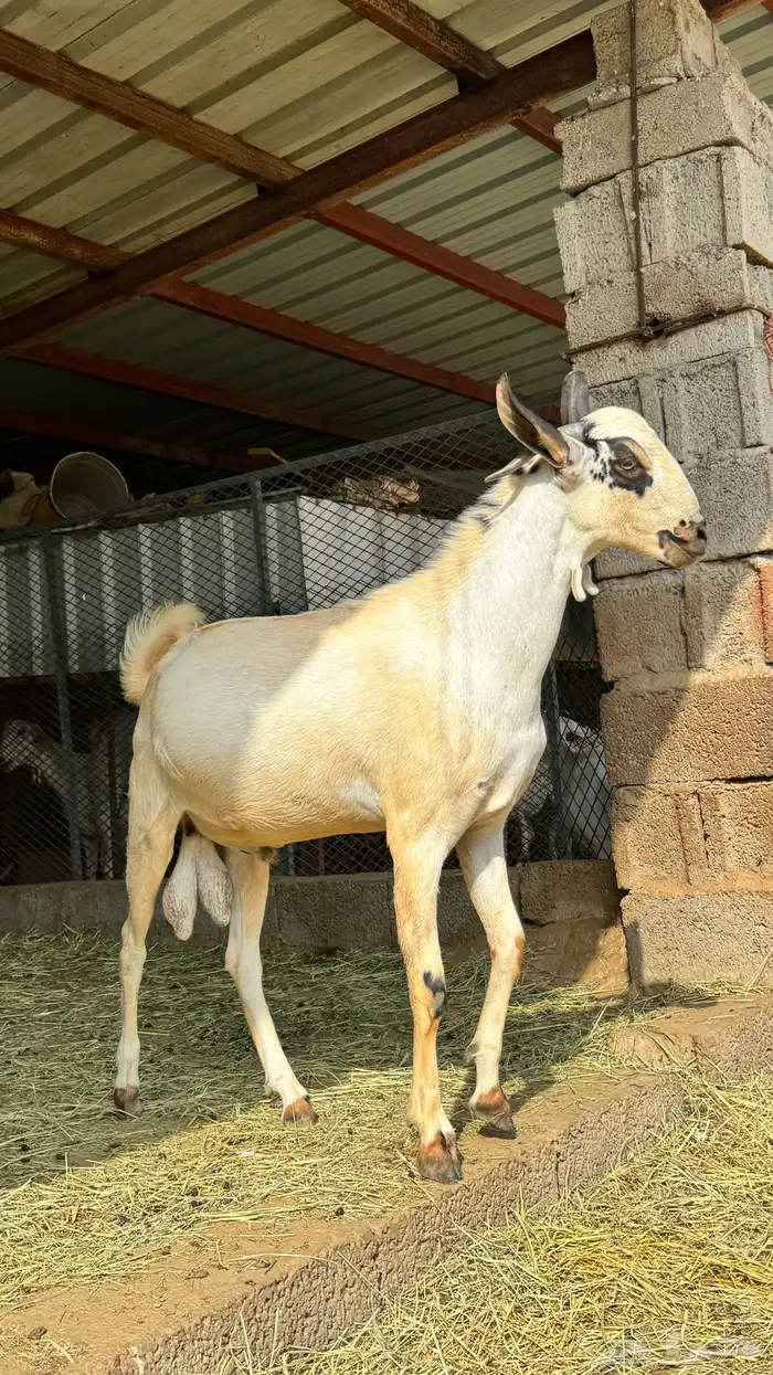 تيوس بيشية مشاريع 1