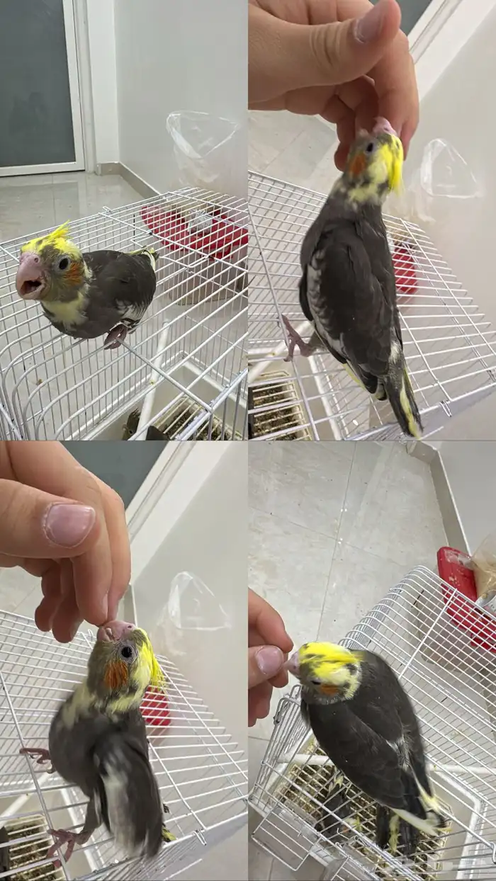 فرخ كروان اليف 0