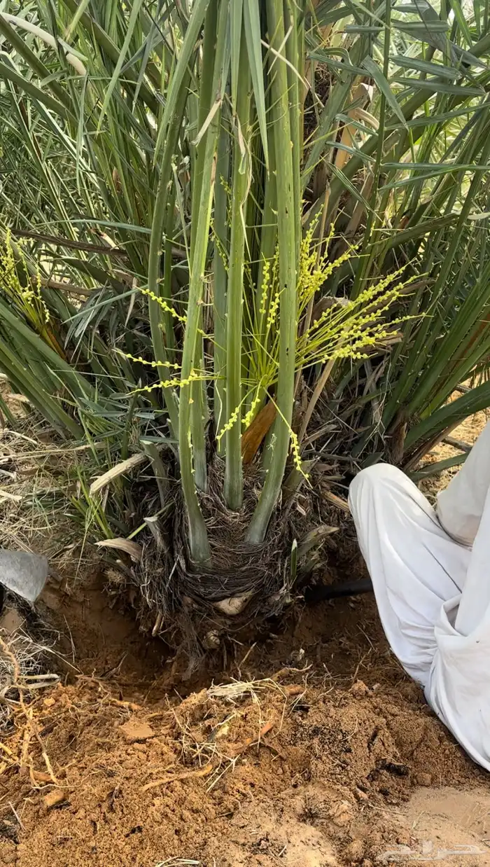 نقوم بتوريد وزراعة جميع أنواع النخيل 1