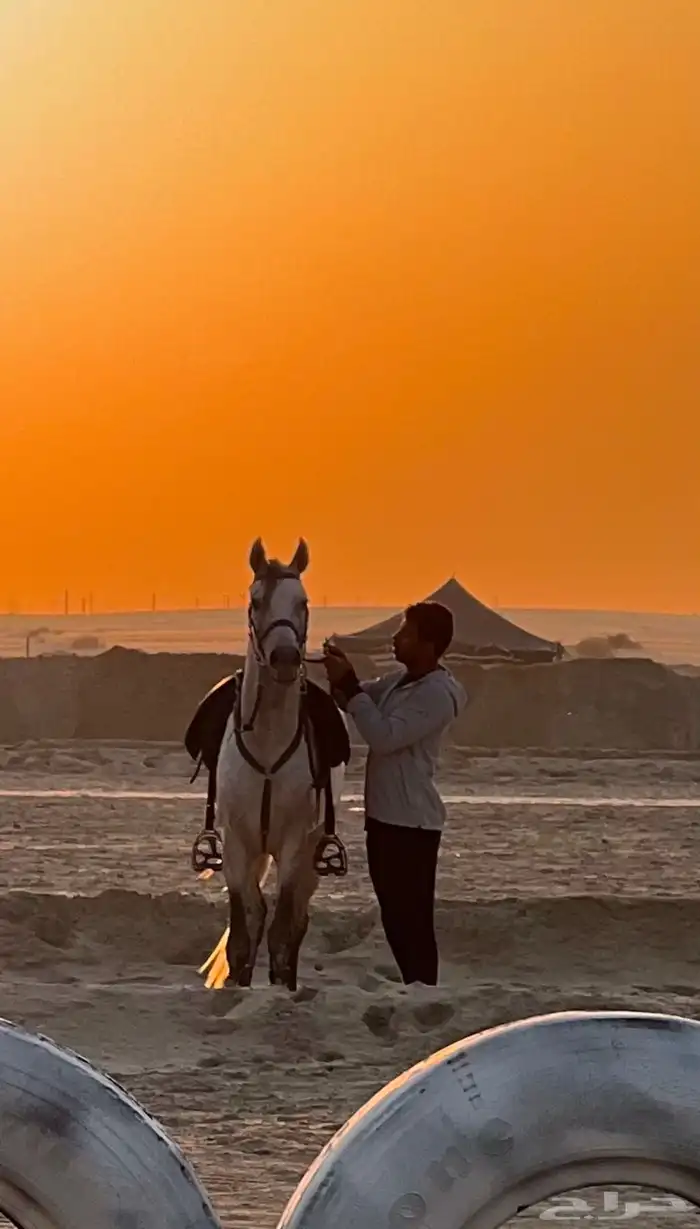 تدريب على ركوب الخيل 0