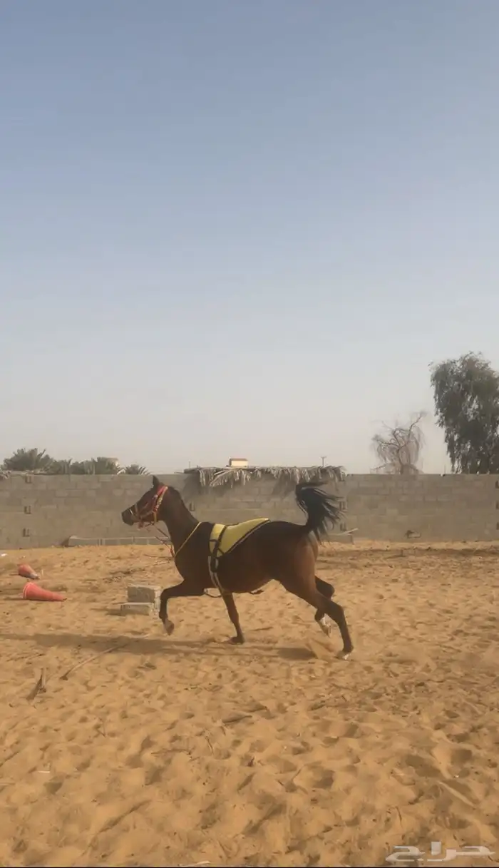 حصان شعبي . 2
