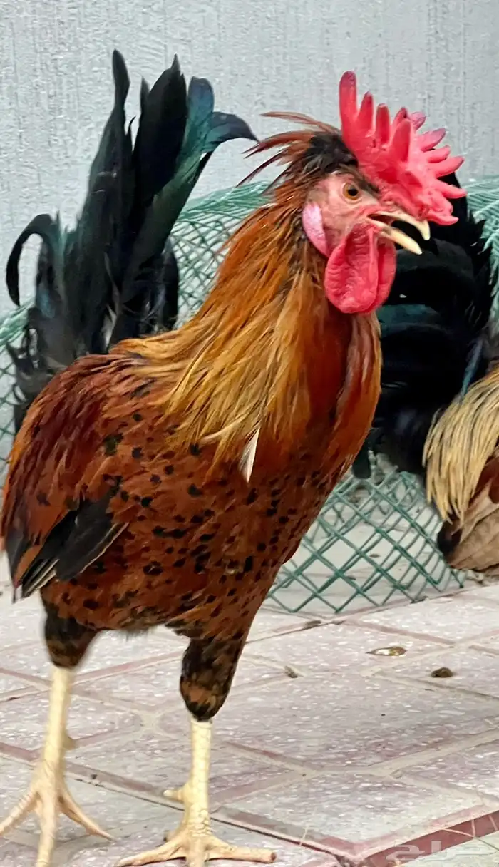 ثلاثة ديوك عربي ترثة 5