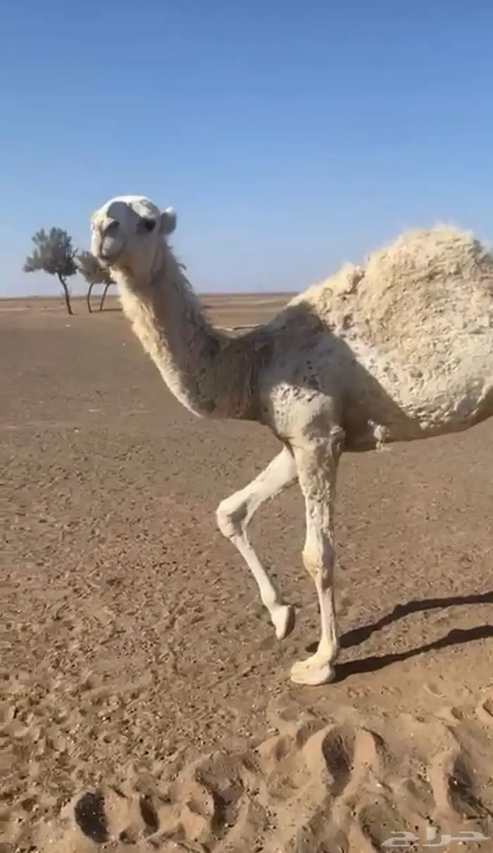 بكره رمانيه مفروده 2