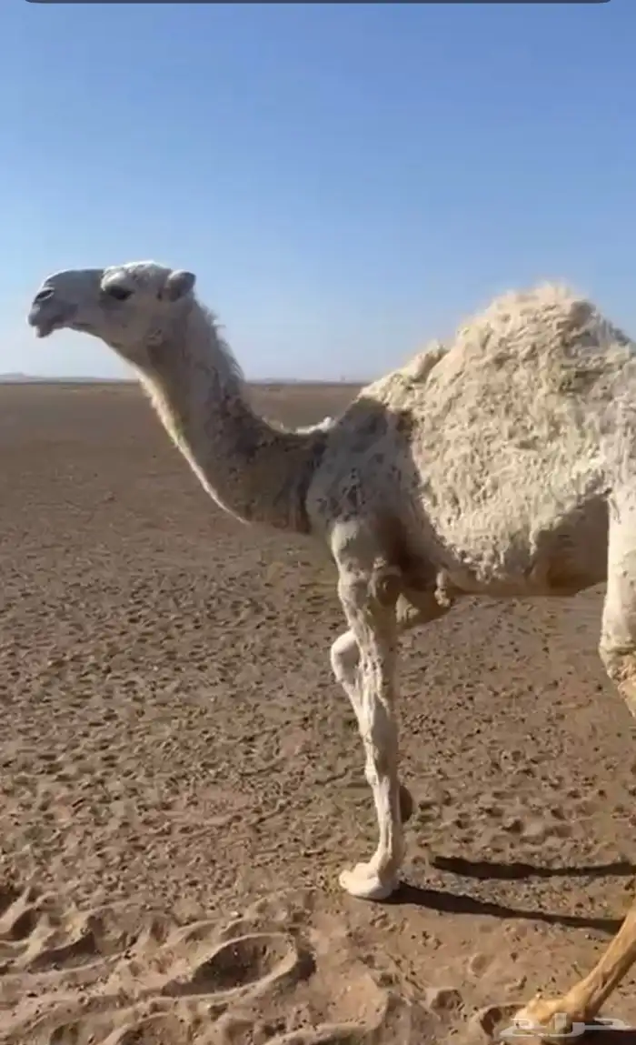بكره رمانيه مفروده 0