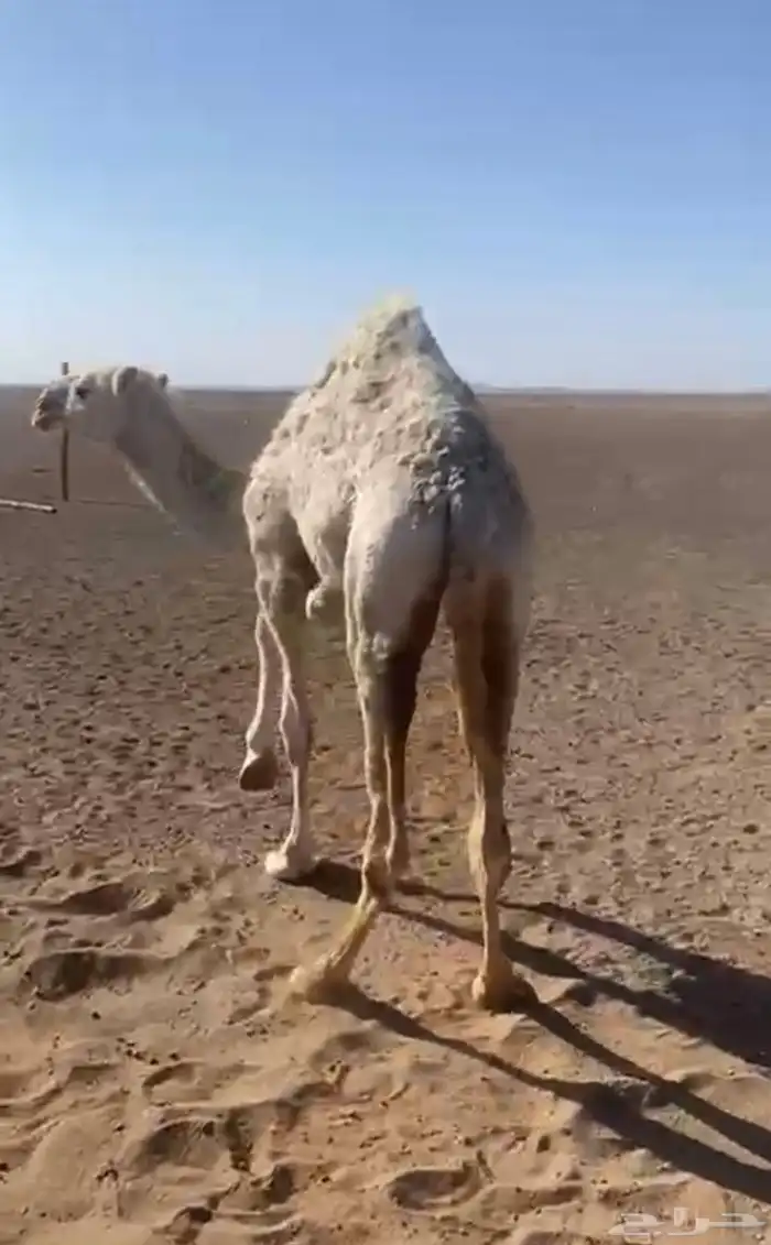 بكره رمانيه مفروده 3