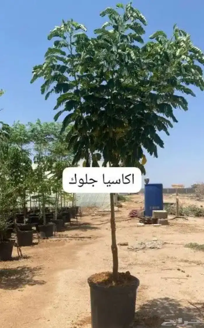 اكاسيا جلوكا من 1 بوصةالى 3 بوصة نجران 2