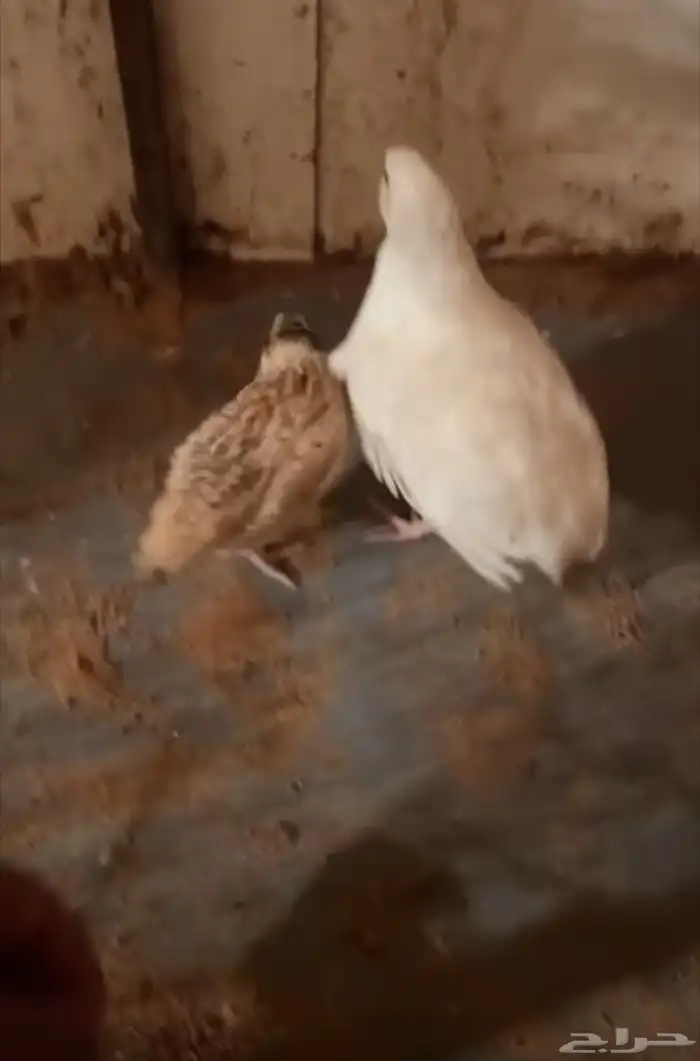 بيض سمان تكساس العملاق 0