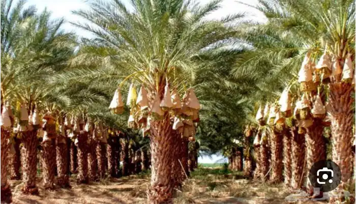 جثايث نخل مثمر انواع مشكله للبيع 0