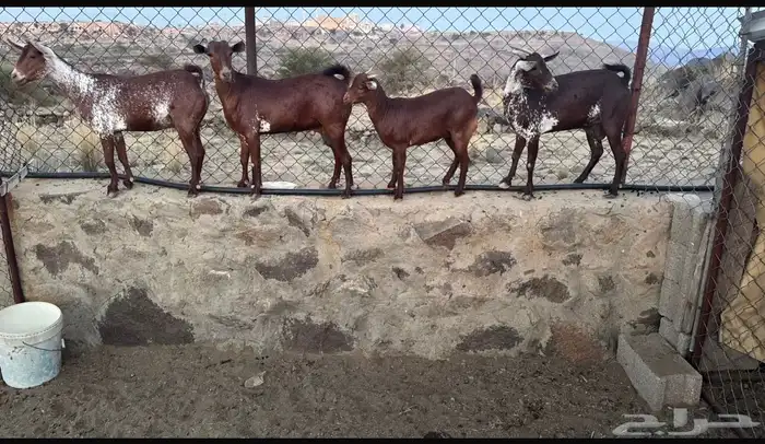 معزا وشح دفع 0