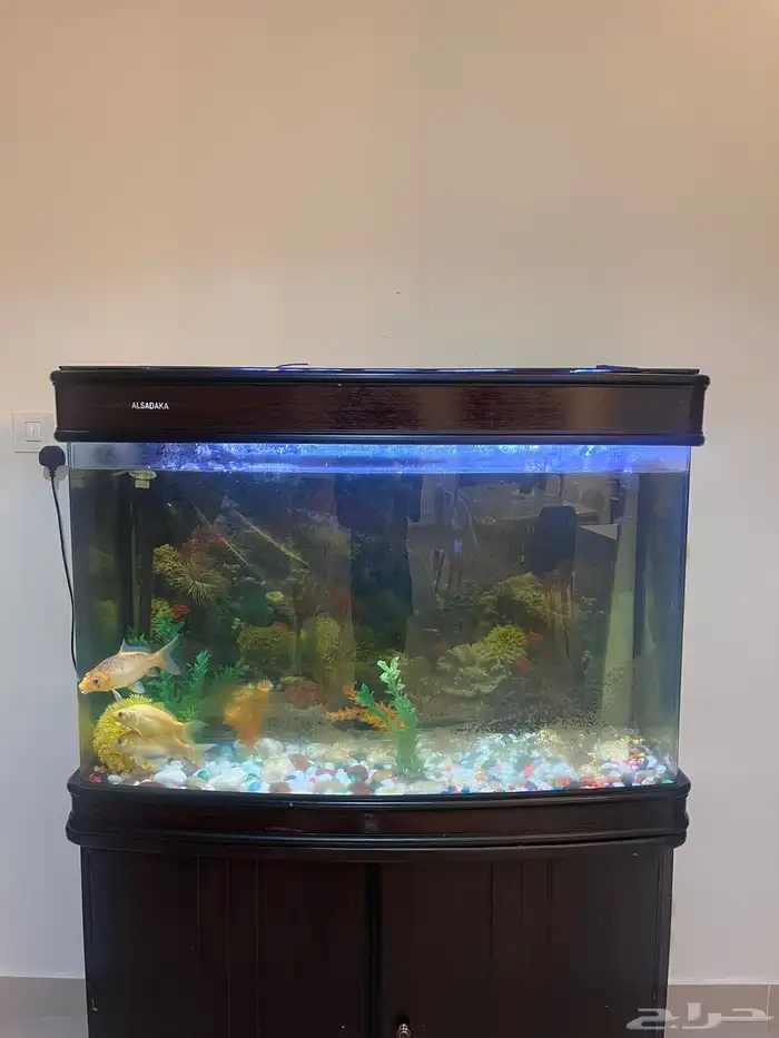 حوض سمك 1