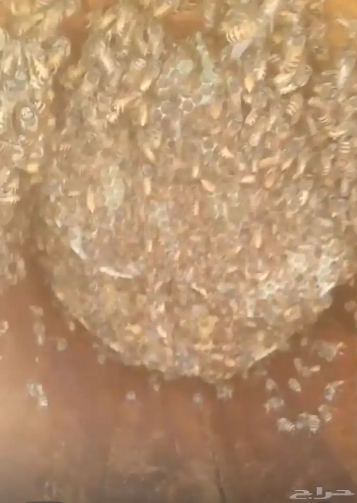 نحل عسال بلدي للبيع للتواصل   واتس 6
