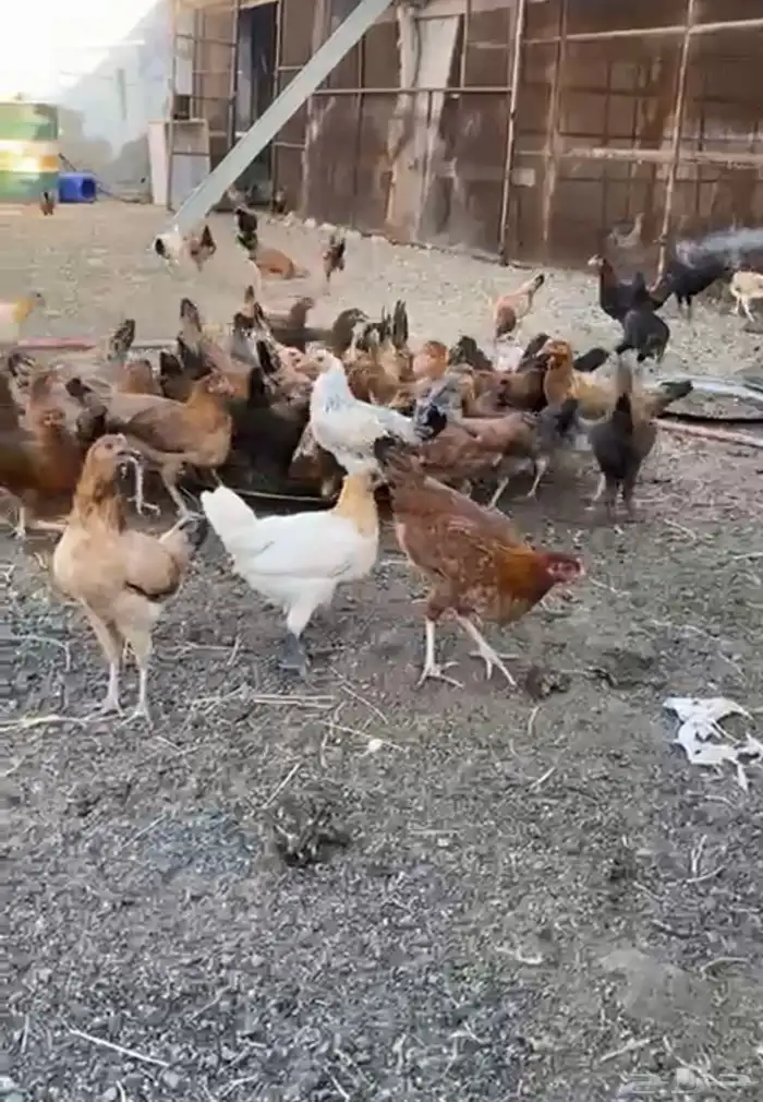 دجاج بلديه وبريه سالمه من الامراض 3
