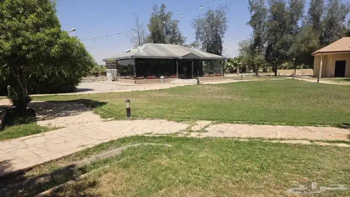 للإيجار اليومي مزرعة الجوهرة بالبكيرية 5